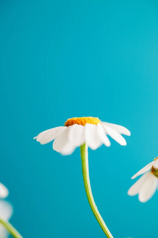 a little insect is walking around on some daisies