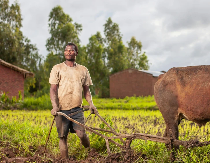 a man in muddy clothes is pulling an oxen