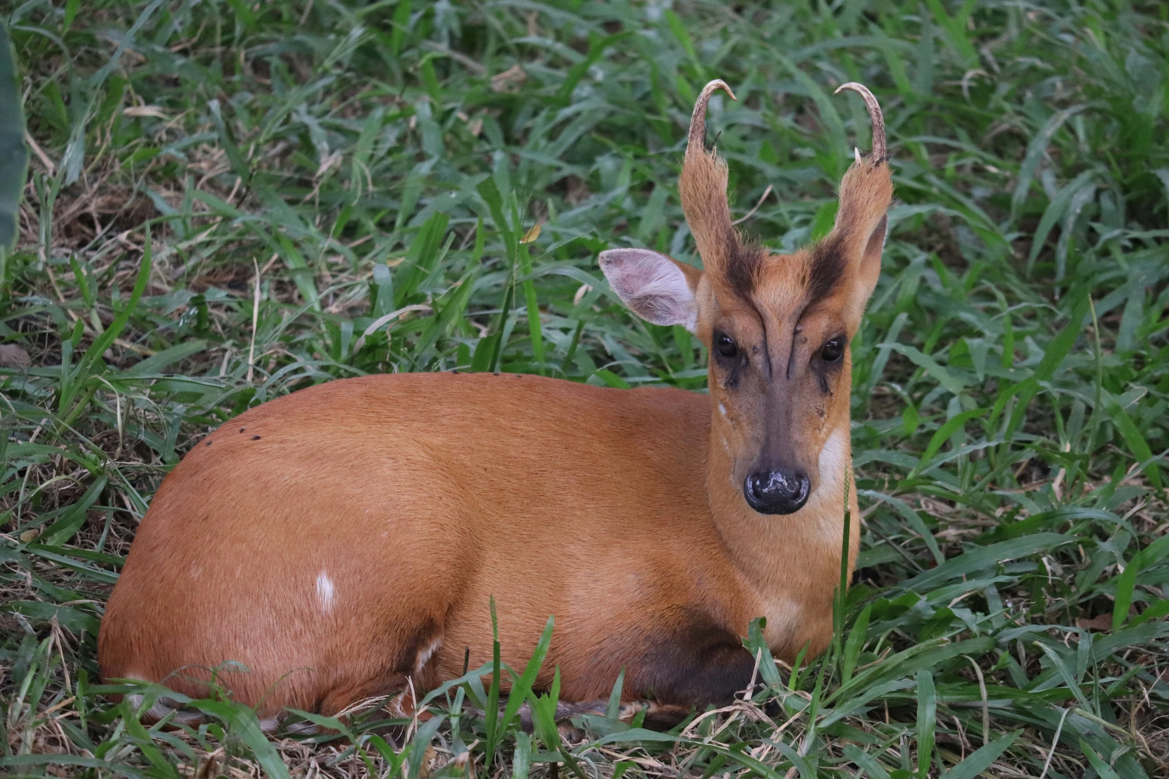 a deer laying down in a grassy field