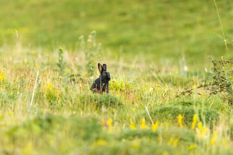 the rabbit in the grass is looking back