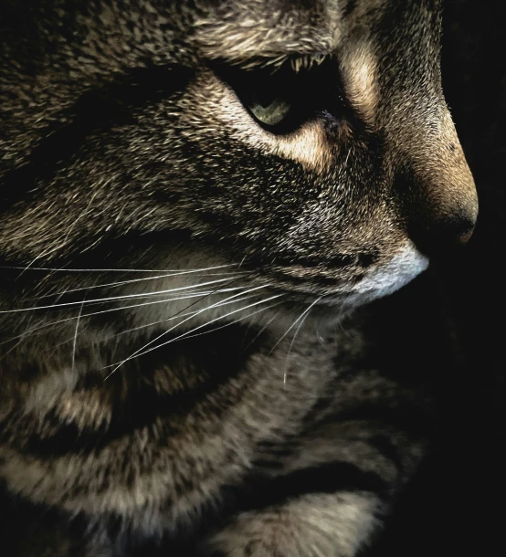 a brown tabby cat with a black background