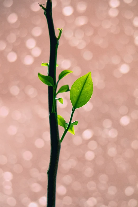 a plant that is sitting on a table