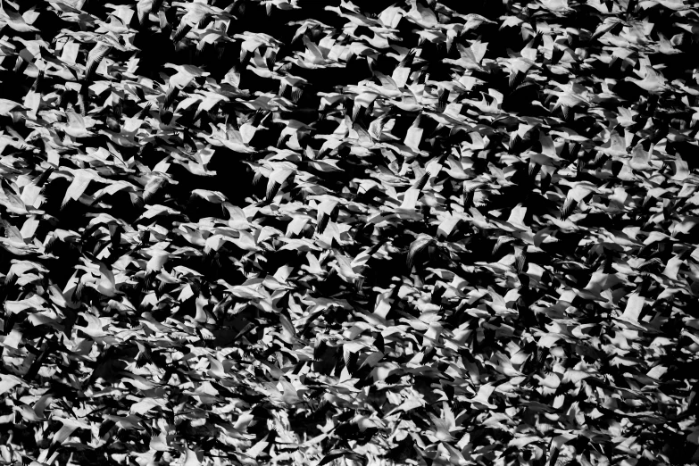 an abstract black and white background of birds