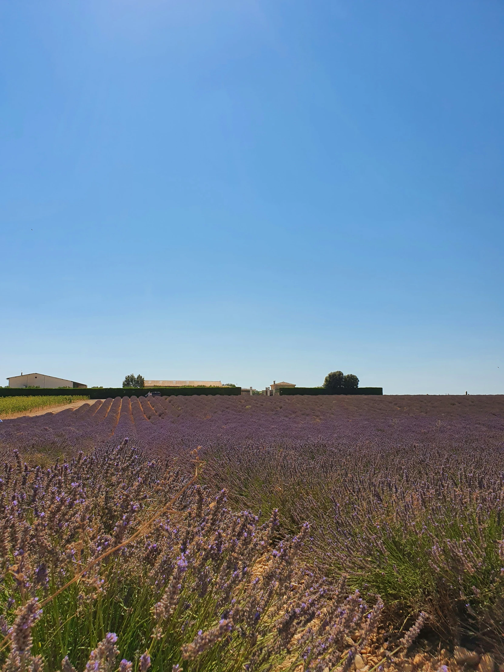 a lavender field in the background with a sky