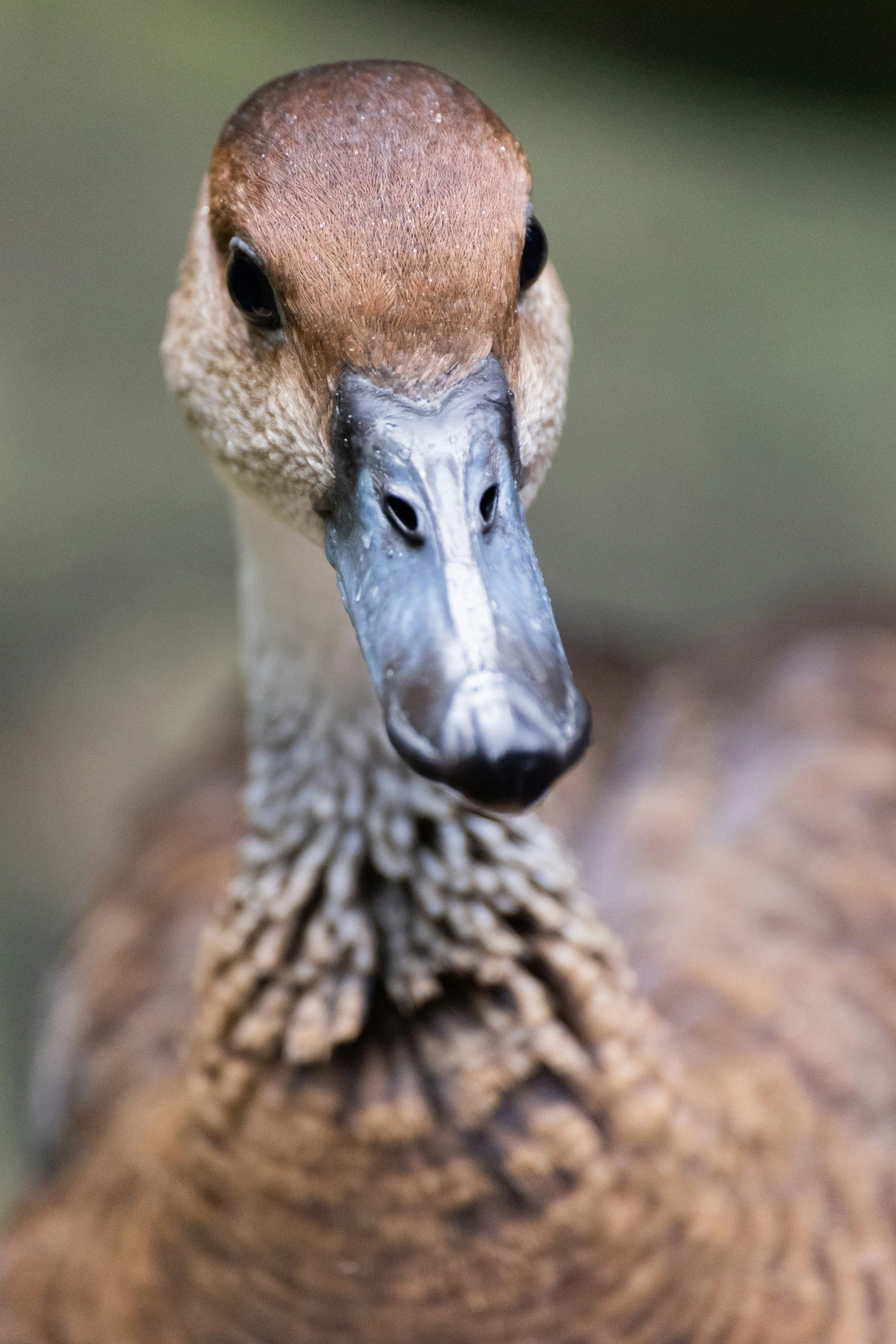 the face and body of a brown duck