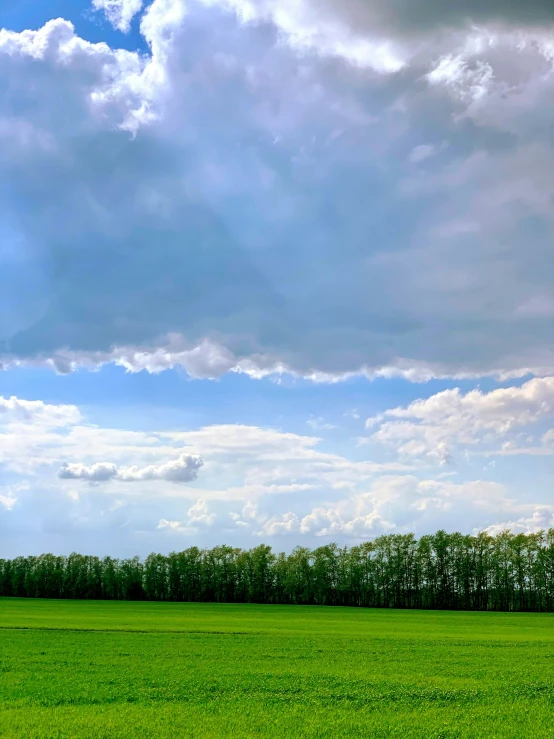 a couple of trees in the distance while standing in a green field