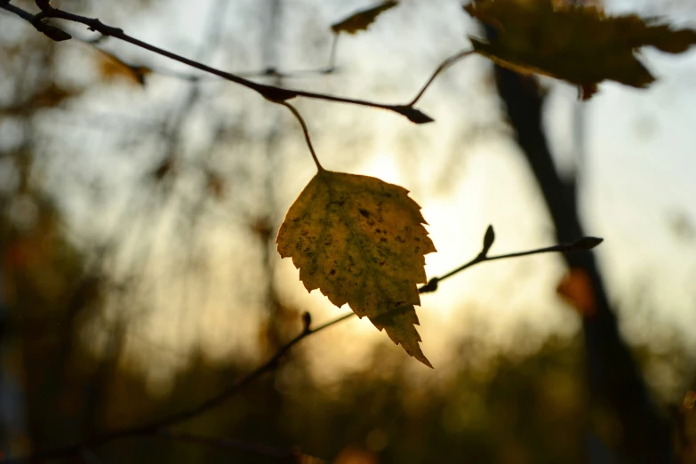 a leaf is hanging from a nch in the sunset