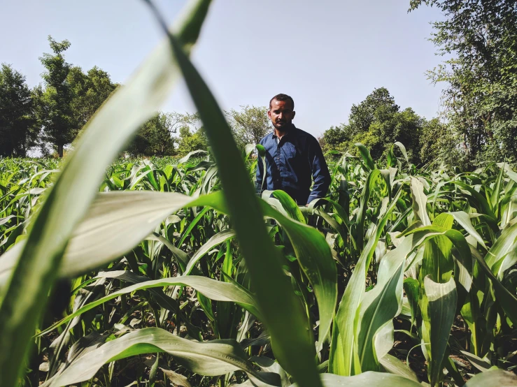 a man in a field with many leaves on it