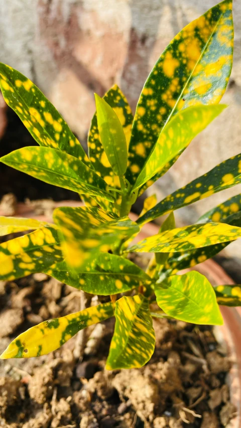 a yellow and green plant with some leaves