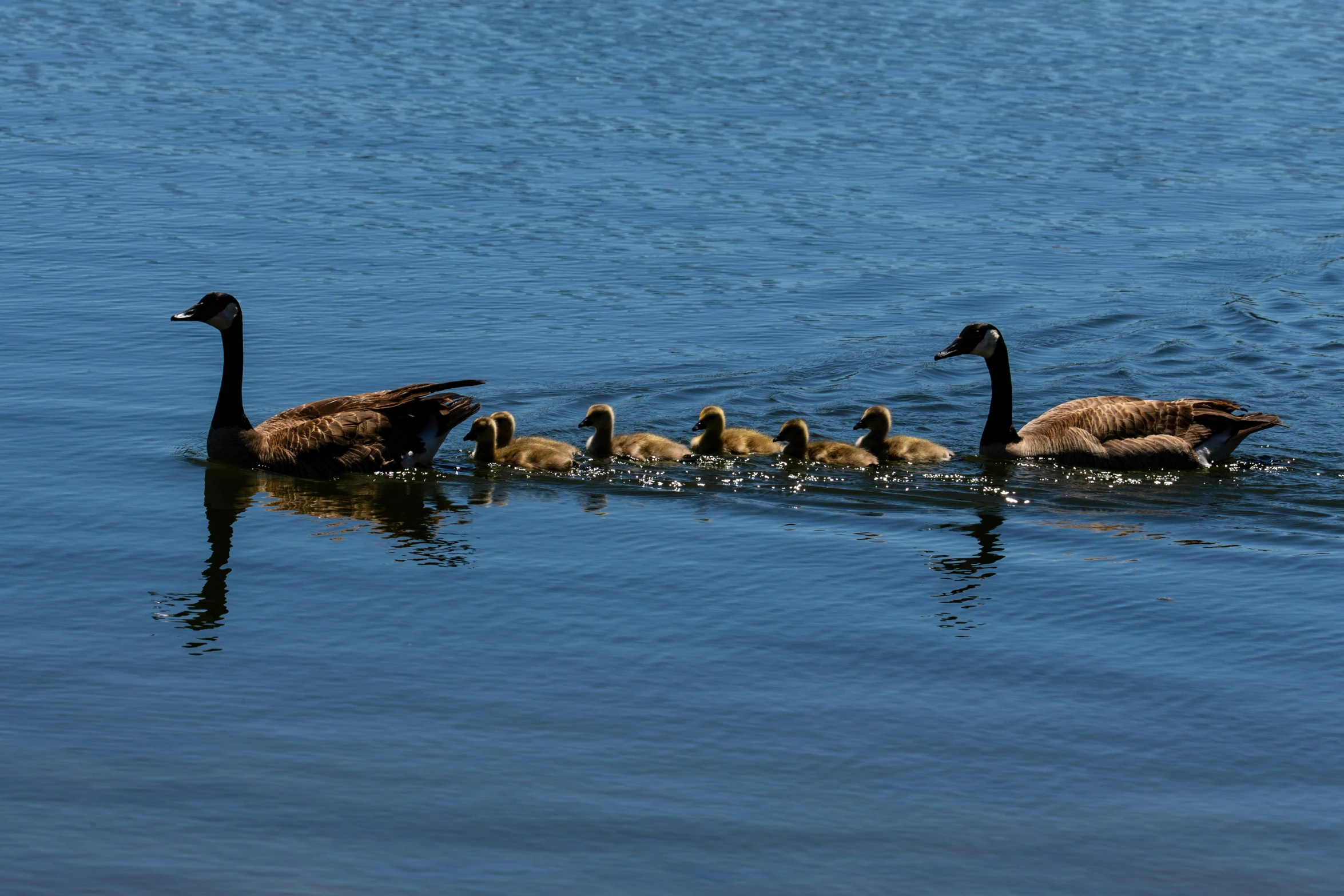 a mother swan with her baby swans in the lake