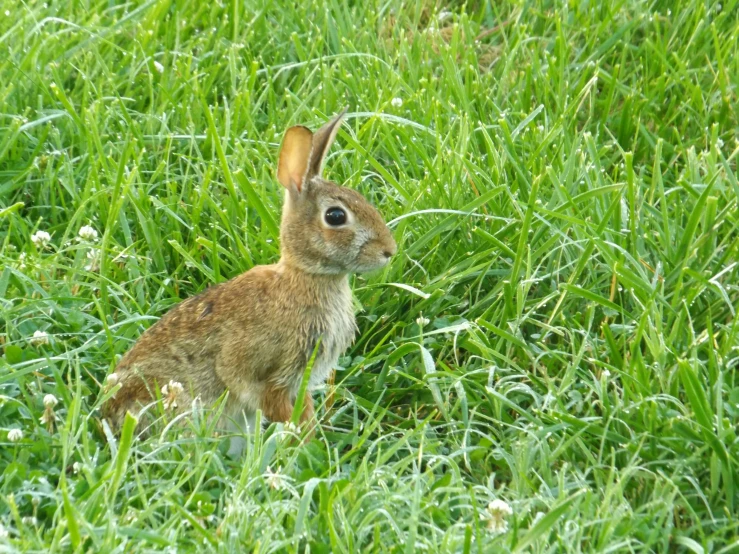 the small brown rabbit is standing in a field of tall grass