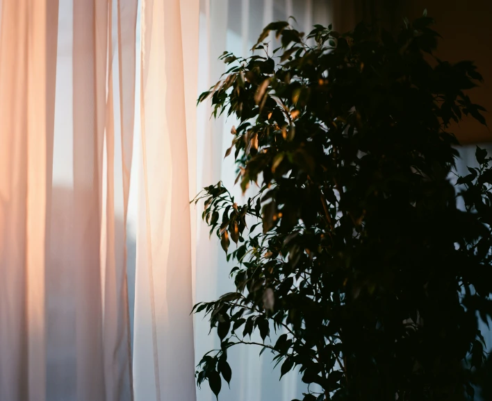 the plant on top of a window is next to a curtain