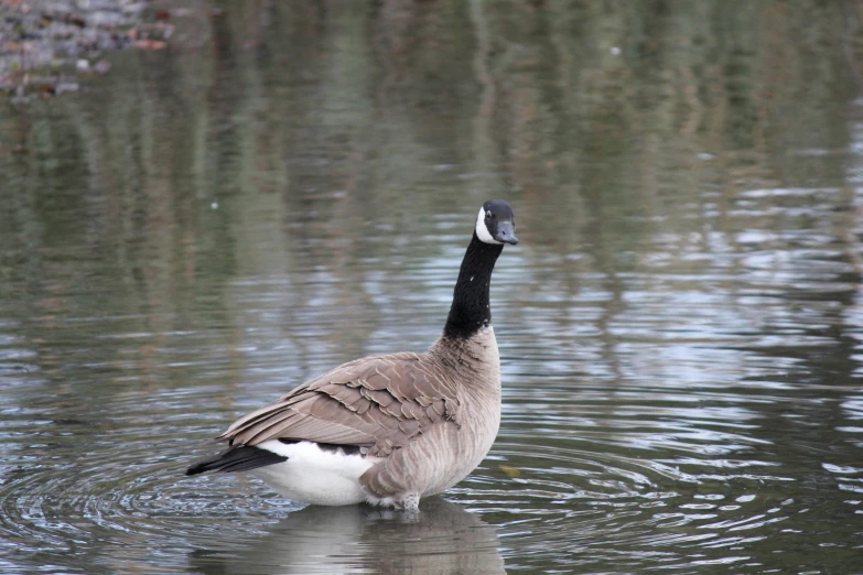 a goose is standing in a pond near trees