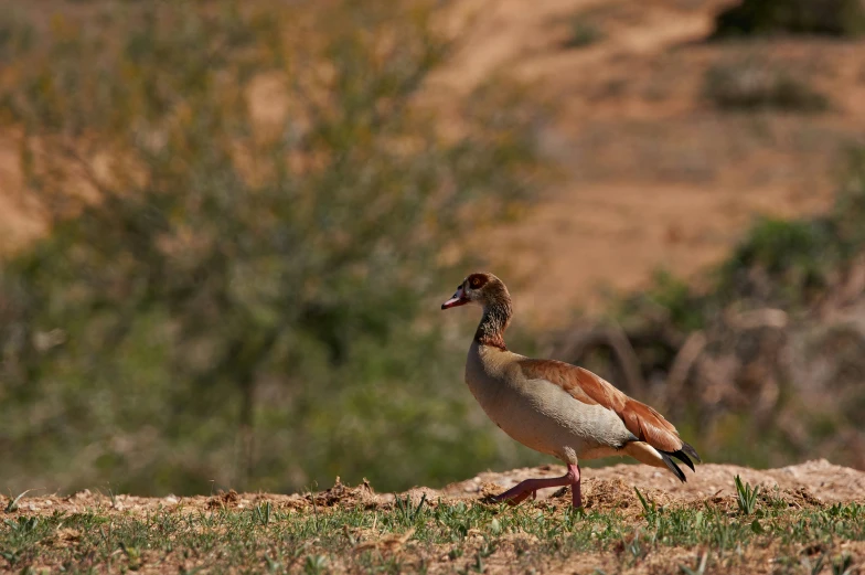 a bird standing on the ground in the wild