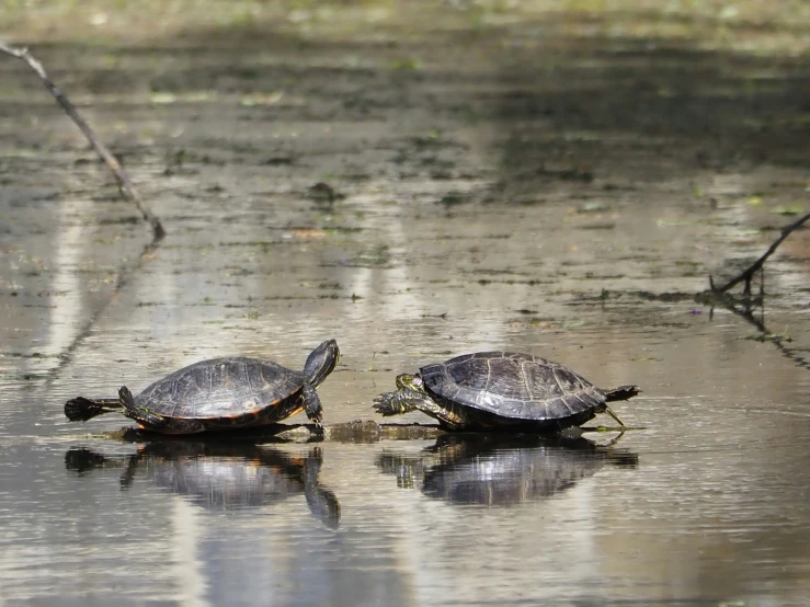 two turtles sitting on the wet ground looking out over the water