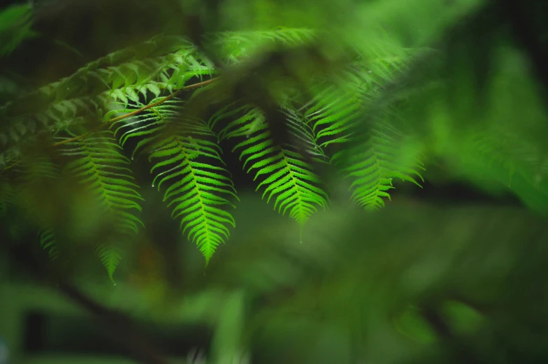 green ferns leaves are all over the area