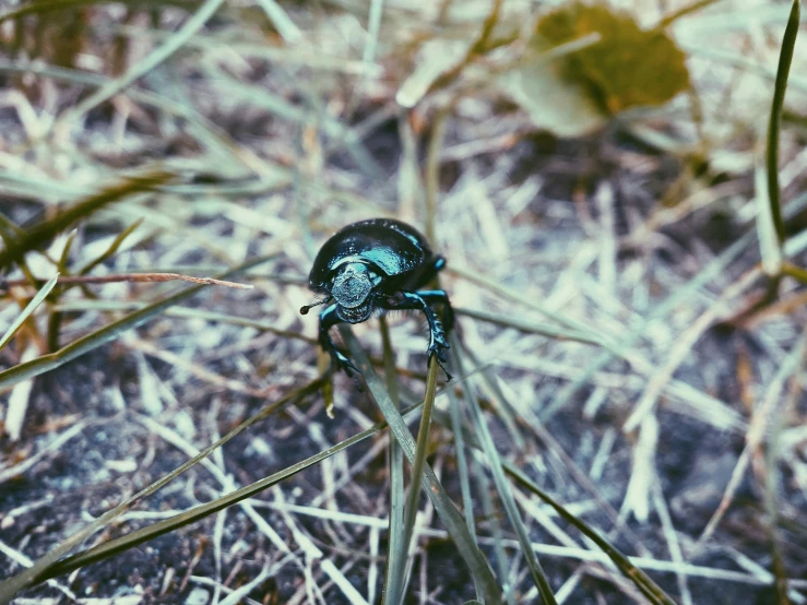 a bug with many small bugs crawling around it