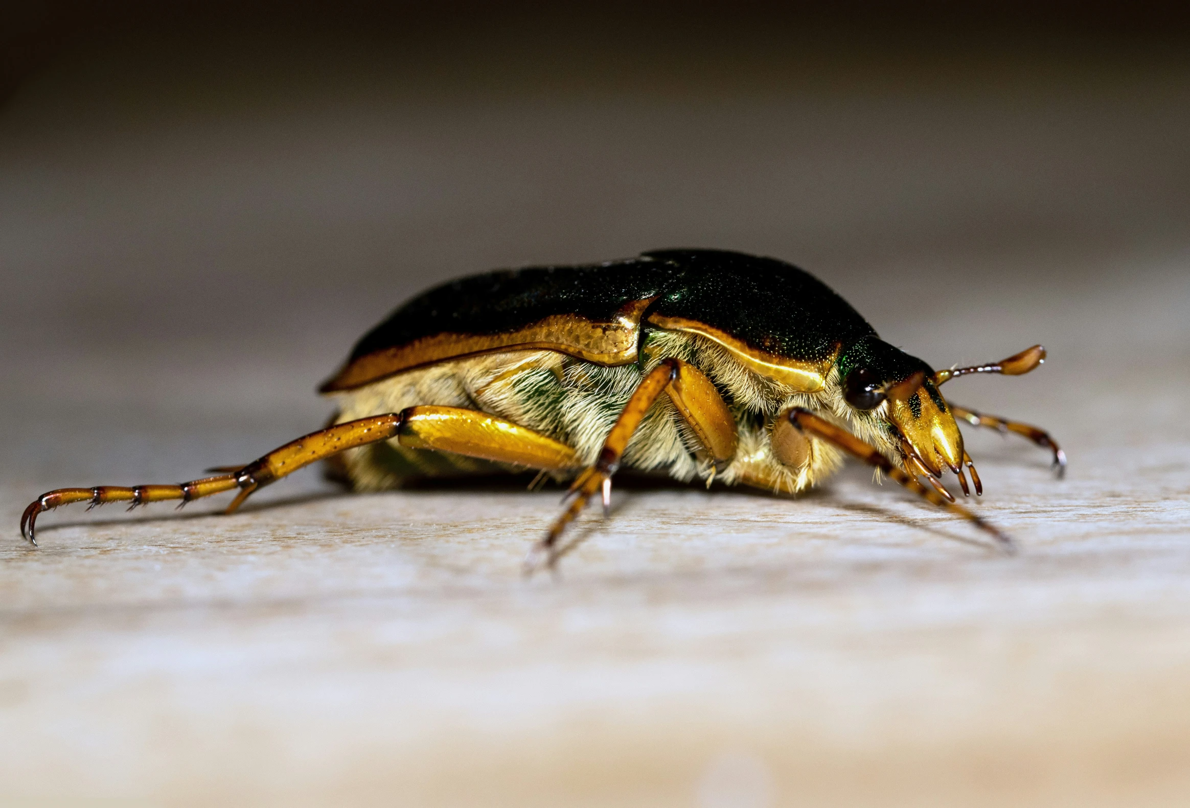 the bug is sitting on a floor and has it's wings spread