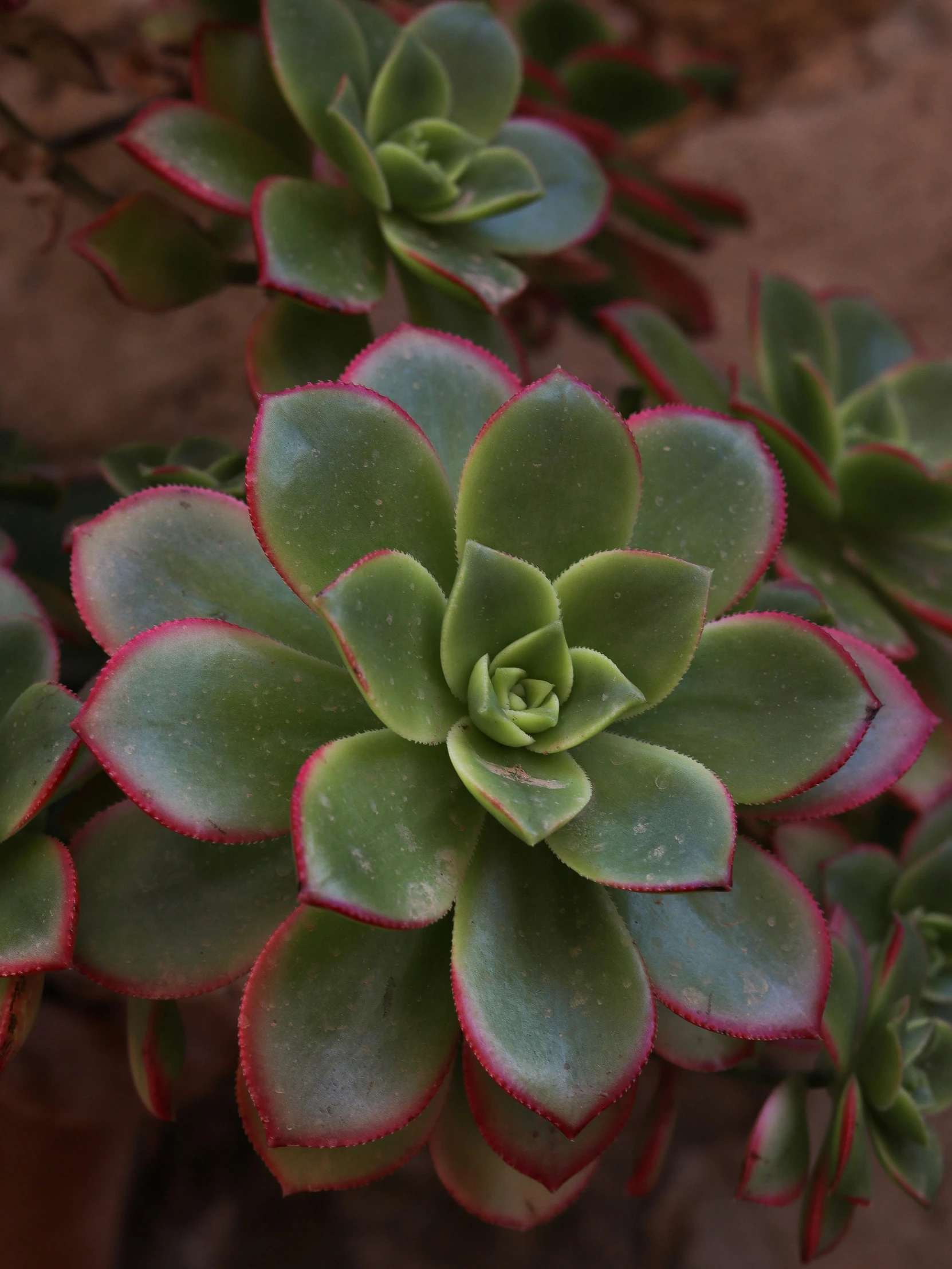 the top view of a small plant with red tips