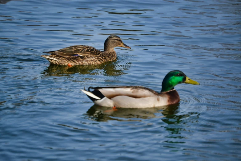 two ducks are floating in the water
