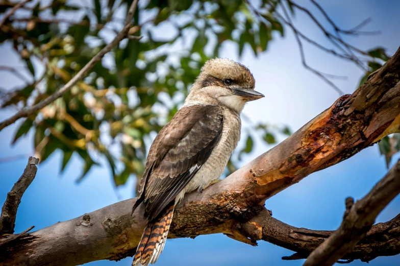 the bird is sitting on the nch of the tree