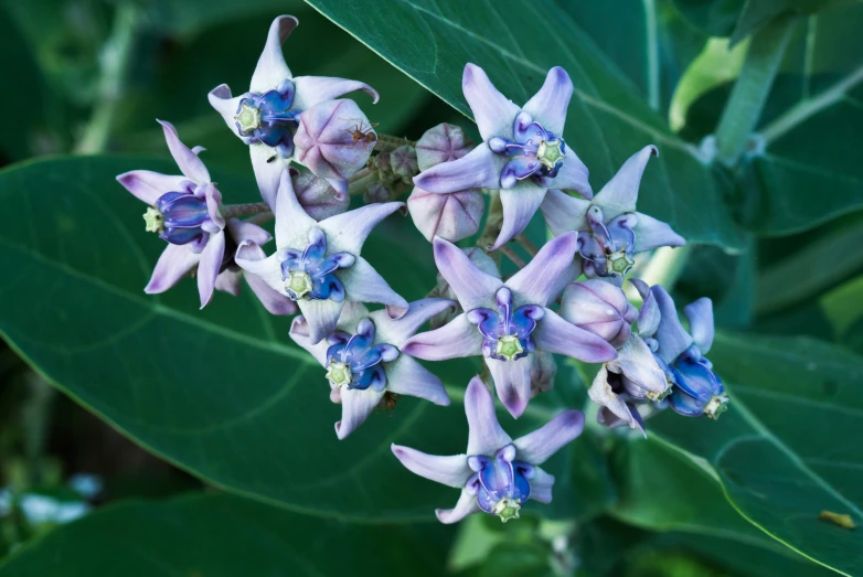 several purple flowers blooming out from some green leaves