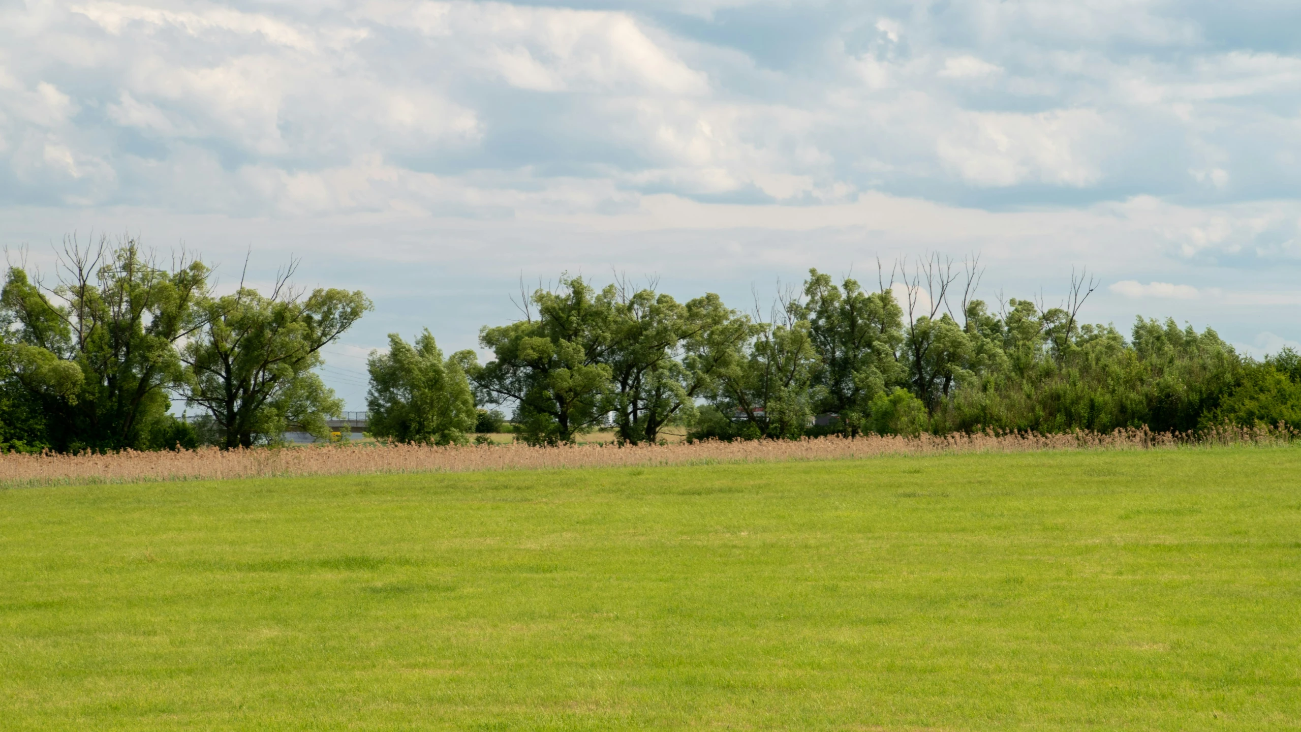 a large open field with some animals in it