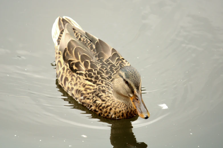 there is a duck with its mouth open in the water