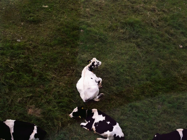 a dog is on the grass looking at two black and white cows