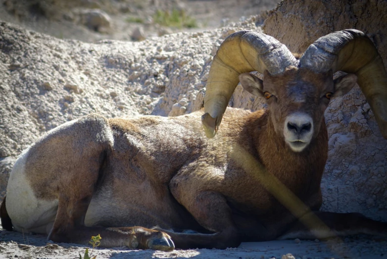 a ram has large horns standing next to some rocks