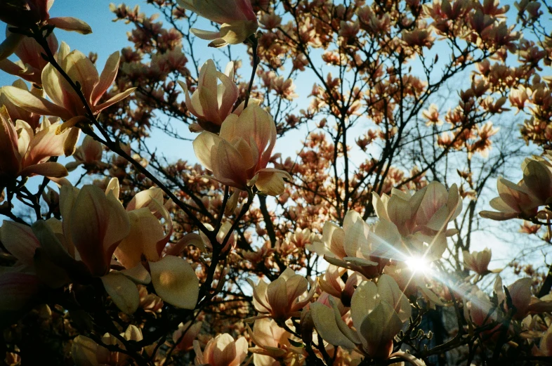 a large flowering tree with a sky background