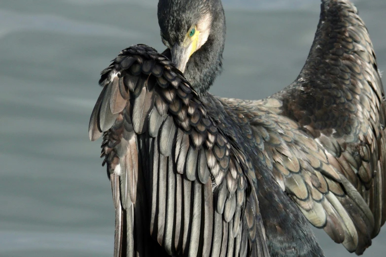 a bird with black feathers sits by the water