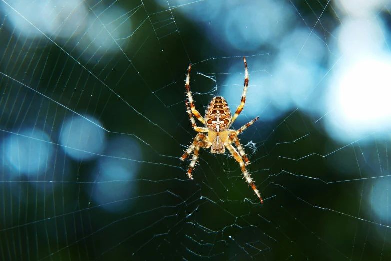 the large spider is hanging upside down on its web