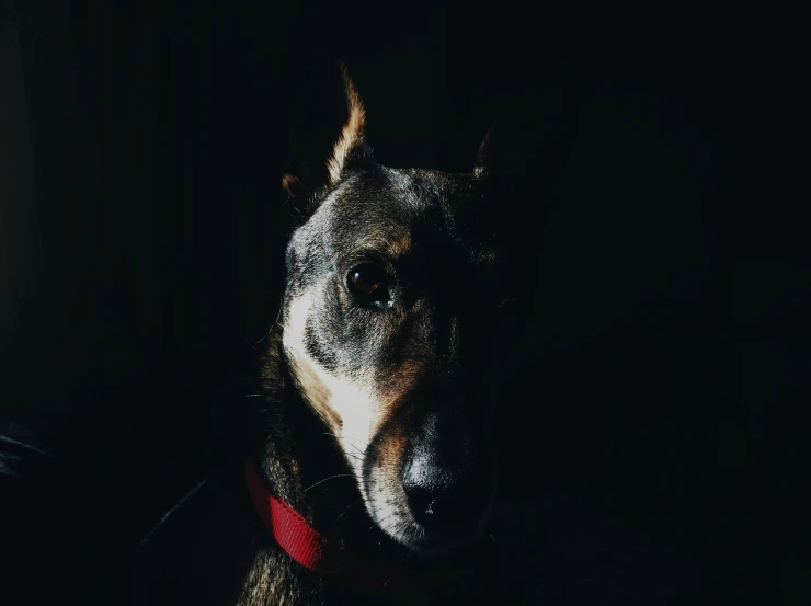 a dog with a collar on staring directly ahead