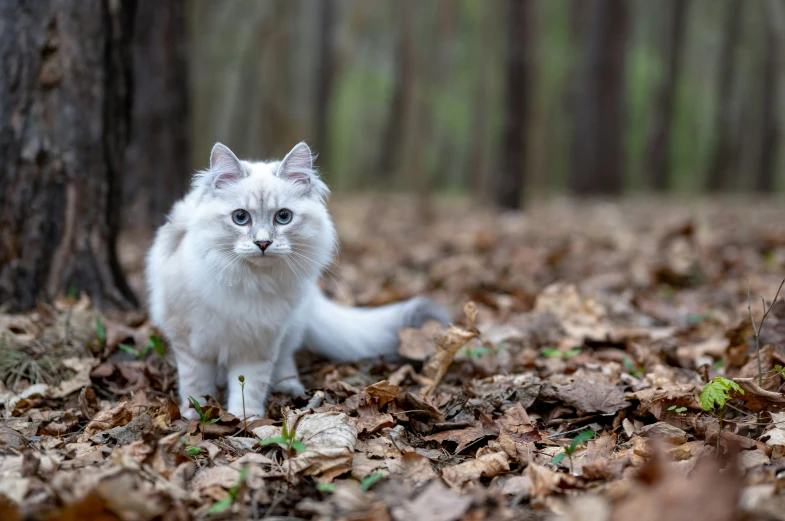 a kitten sitting by a tree in the middle of autumn