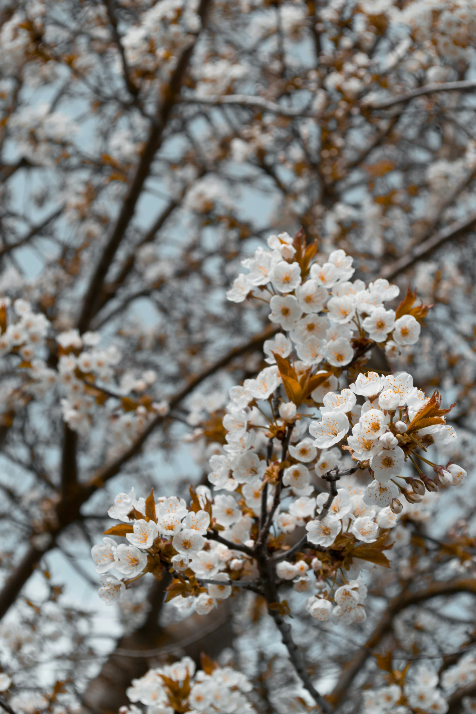 a flowering nch of a tree with white flowers