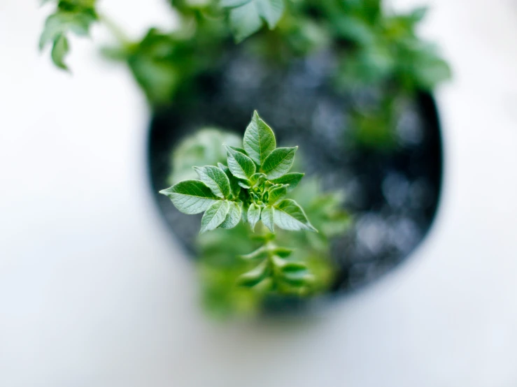 the small plant has very small leaves on it