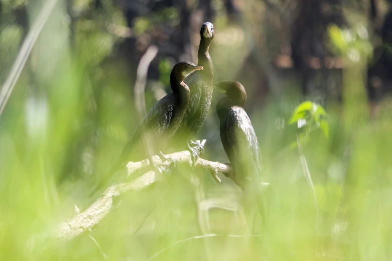 two birds perched on top of a log in the woods