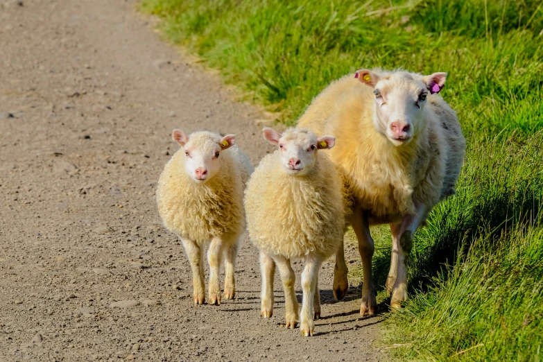 three small sheep standing on a dirt road