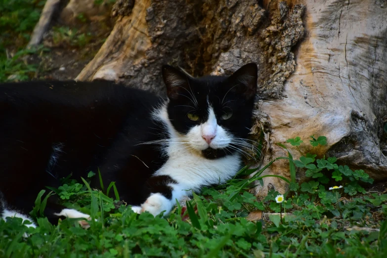 a cat sitting by a tree looking at the camera