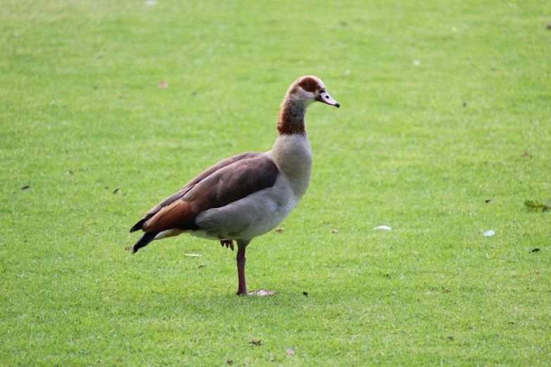 a goose that is standing on some grass