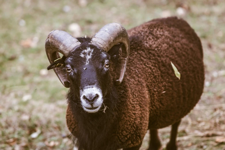 a large brown ram standing on top of a field