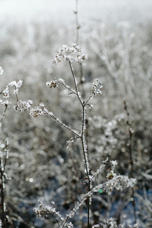 frosted flowers and trees against a winter sky