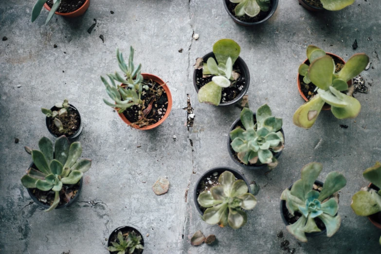 small pots with plants are sitting on concrete