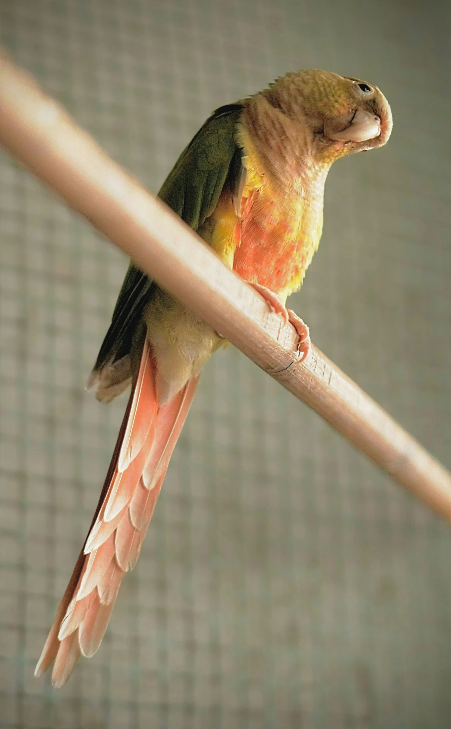 a yellow and orange bird with a blue eyes sits on a nch