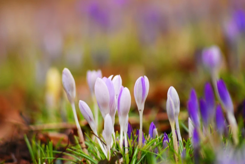 purple flowers in a green grassy area