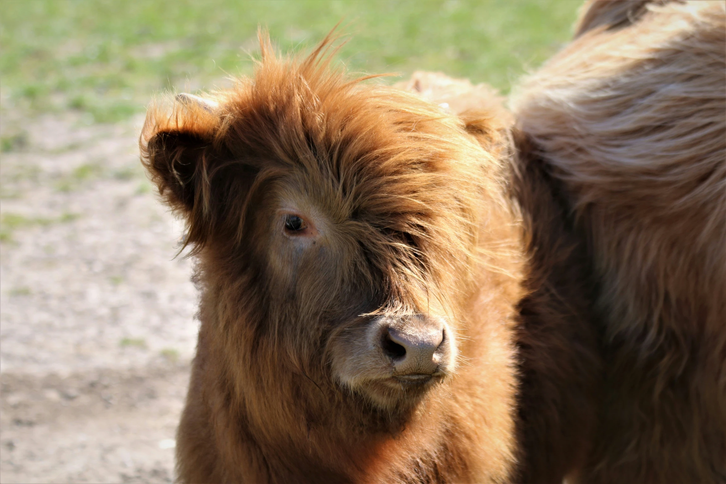 a yak that is standing up in the dirt