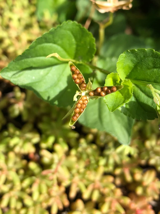 a small insect on the top of a leaf