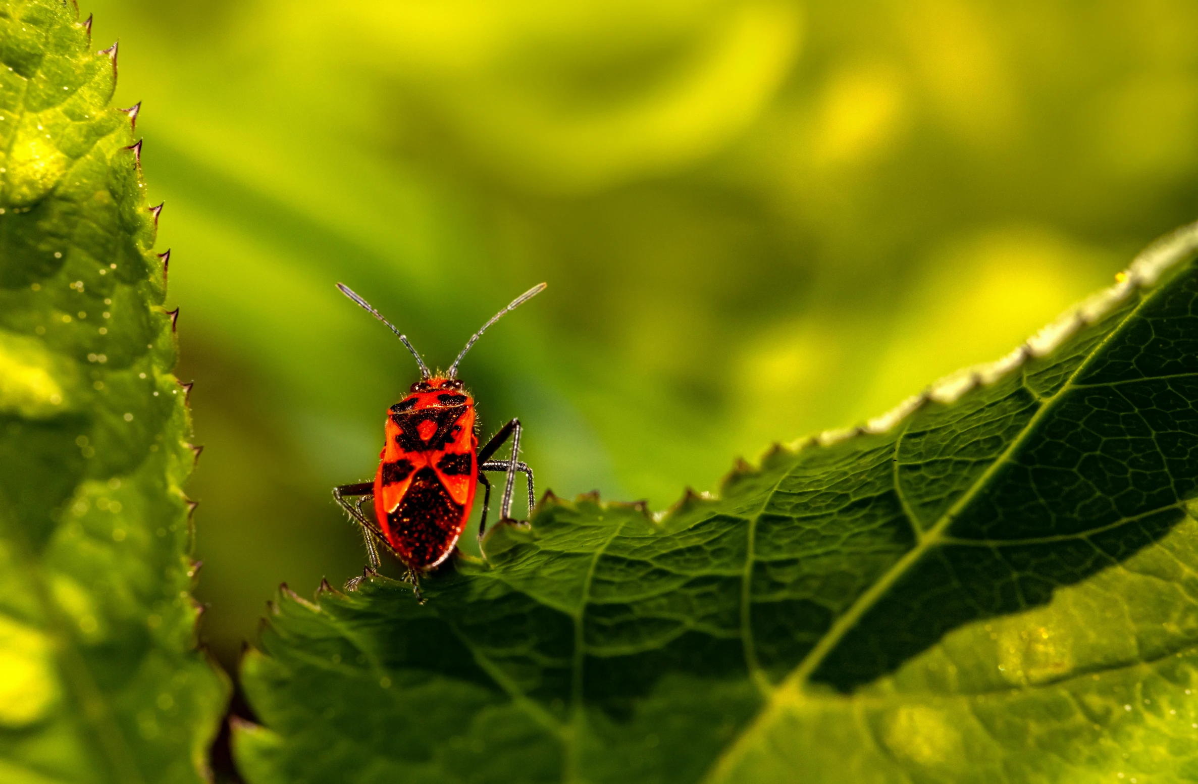 an orange beetle is sitting on a green leaf