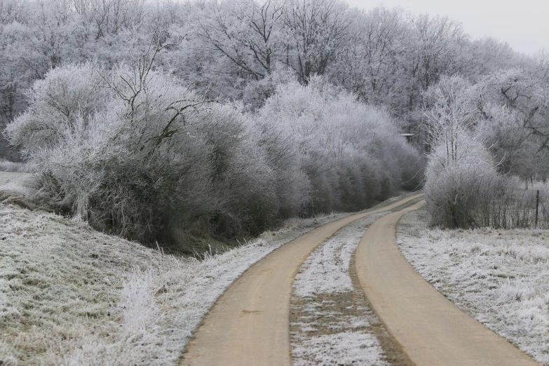 a dirt road surrounded by white trees in winter